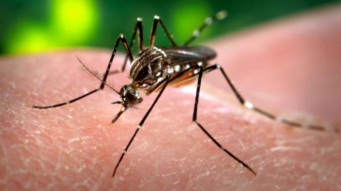 Expertos analizan chikungunya en las Américas debido al aumento de casos 