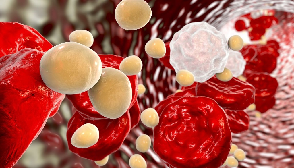 Revelan mecanismo molecular asociado a transporte celular del colesterol 