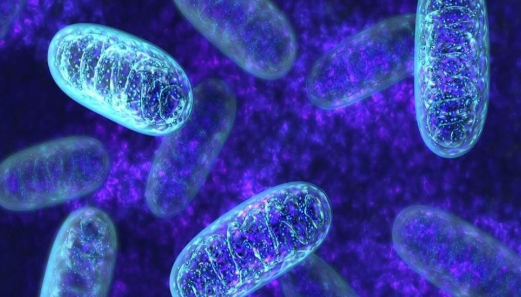 La nueva forma de tratar el cáncer, los inhibidores del ADN de las mitocondrias 