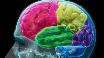 cerebro-neurologia-cerebral