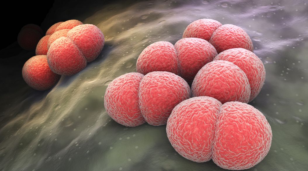 meningitis